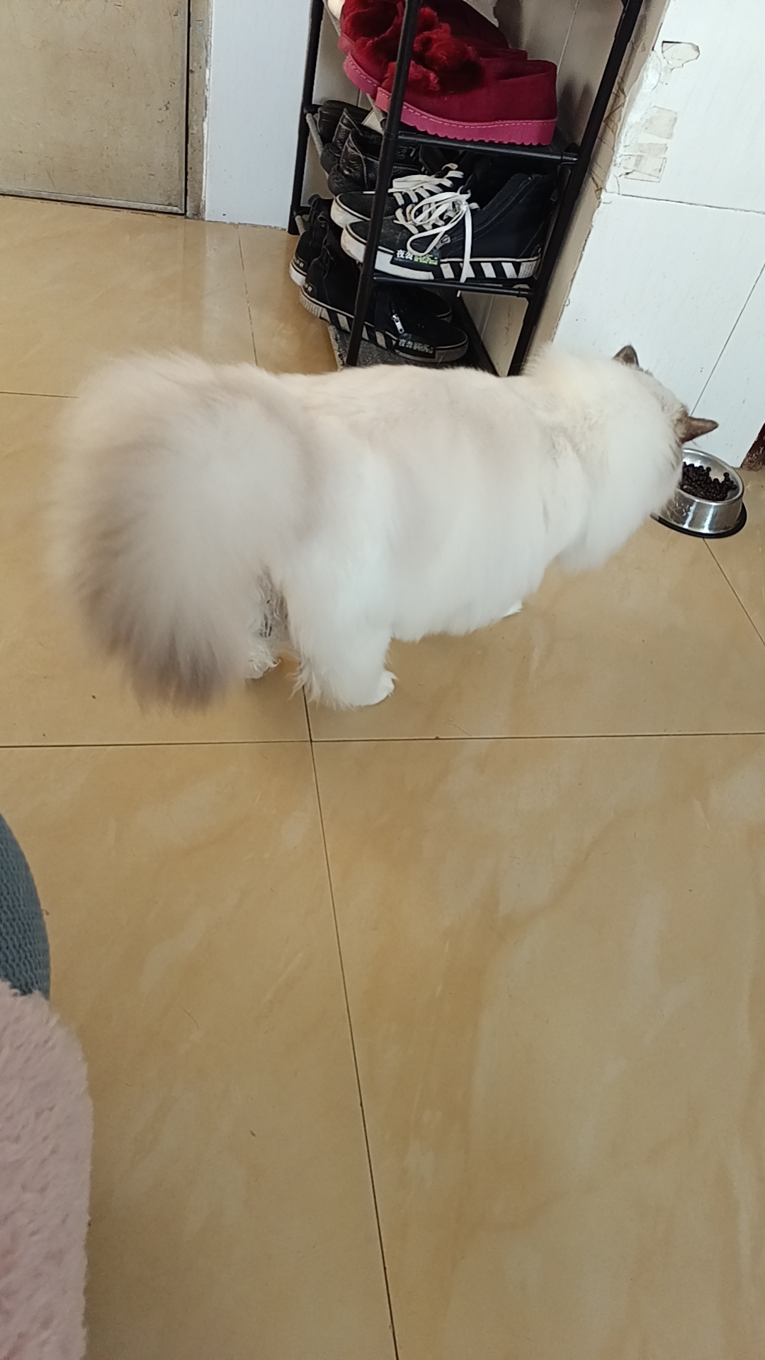 布偶猫